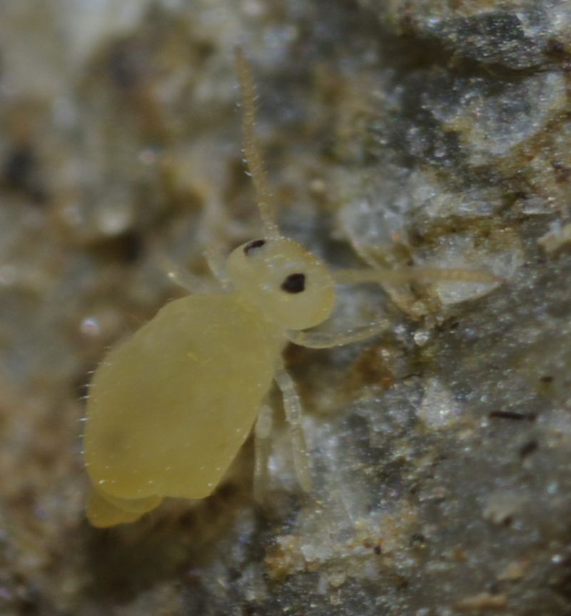 Collembolo giallo